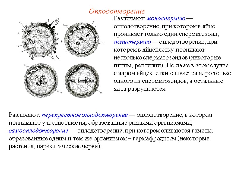 Оплодотворение Различают: моноспермию — оплодотворение, при котором в яйцо проникает только один сперматозоид; полиспермию Оплодотворение Различают: моноспермию — оплодотворение, при котором в яйцо проникает только один сперматозоид; полиспермию